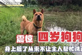 家里养了一条金钱尾土狗，身上脏了会自己跳池塘洗澡，真神奇！视频封面