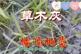 新鲜的草木灰会造成蔬菜烂根，用量过多危害大，切记薄肥多施！视频封面