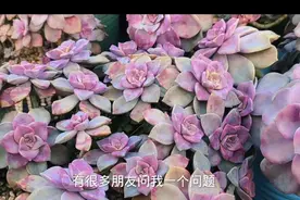 多肉浇水后叶片发软，是怎么回事？花盆碎了怎么办？我来告诉你视频封面
