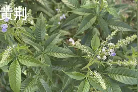 身边的草药（674续），黄荆的功效及临床使用视频封面