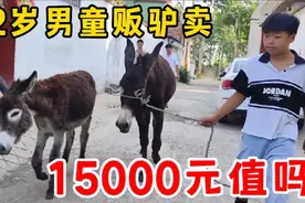 12岁男童来买驴，两头给价15000元，驴知道知道命不保，拼死挣扎视频封面