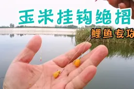 秋日野钓用钓鱼之家新型线组这样挂玉米，鲤鱼上钩就像撸烤串！视频封面