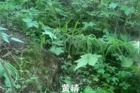 黄精的作用与功效视频封面