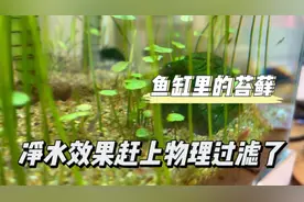 鱼缸里的这种苔藓，既能吸收氨氮还能净化水质视频封面