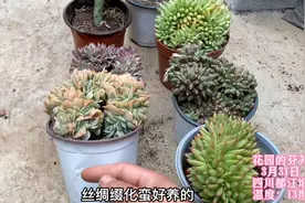 缀化多肉好养吗？一不小心就黑腐，搜罗7盆老桩缀化找原因！视频封面