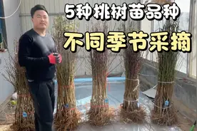 5种不同品种的桃苗，黄桃，蟠桃，油桃，红桃，建立百果园的首选视频封面