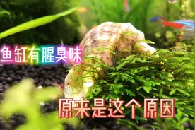 鱼缸里总是有浓浓的腥臭味，到底怎么解决视频封面