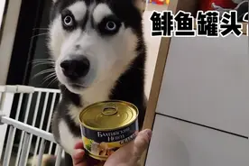 给哈士奇吃鲱鱼罐头，这可把二哈惊呆了！还有这么香的东西？视频封面