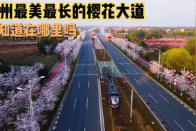 苏州最美最长樱花大道，道路两旁开满樱花、电车经过画面太美了视频封面