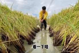曾经火遍农村的稻田鱼，为什么没人养了？视频封面