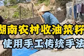 来看下湖南农村传统收油菜籽方法，有多道工序多种工具视频封面