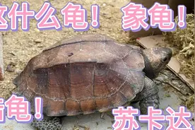 这龟我还是第一次见！不用下水也能陆地生存真厉害到底是什么龟？