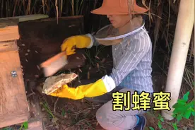 割蜂蜜季节，阿东凌晨4点多起床，用传统方法割蜂蜜见过吗视频封面