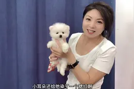 从养户家挑选的小博美，没想到修剪后颜值逆袭，主人直呼捡到宝了视频封面