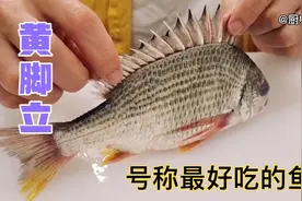 黄脚立号称最好吃的鱼，想当年老鼠斑、冧蚌等名贵鱼都是小弟视频封面