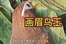 顶级画眉鸟真能叫，花口连唱赛过百鸟闹，真妙！视频封面