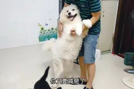 主人还没到家狗狗就知道了，兴奋的到门口迎接，这狗懂得感恩！视频封面