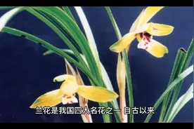 珍贵兰花品种排名视频封面