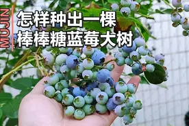 3分钟教你在家种出一棵棒棒糖蓝莓大树，一年就挂果，美观又高产视频封面