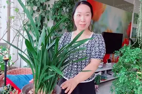 夏天这样给兰花浇水，兰花生长旺盛不烂根！视频封面