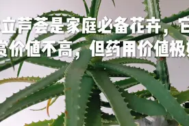 木立芦荟是家庭必备花卉，它观赏价值不高，但药用价值极好视频封面