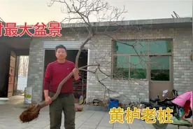 老李挖回百年黄栌老桩，做成全村最大株盆景，谁看后也得说“牛”视频封面