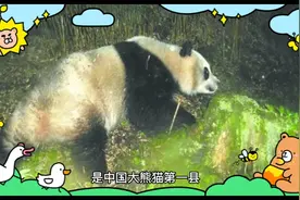福寿保护地位于四川省平武县，是中国大熊猫第一县。视频封面