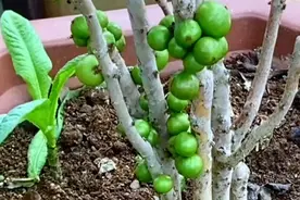 嘉宝果树花期前管理方法，做好这三步，挂果满树视频封面