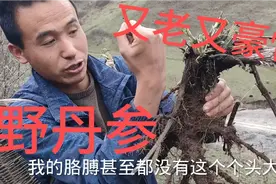 这颗野丹参至少生长10年？每1根都有胳膊粗，两老表越挖越过瘾！视频封面