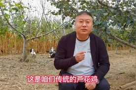 山西农民梨园养殖芦花鸡，下出五彩蛋，足不出村供不应求视频封面