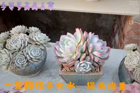 一整颗大橙子坏了一半，以为简单的化水却是杆子坏了，损失惨重视频封面