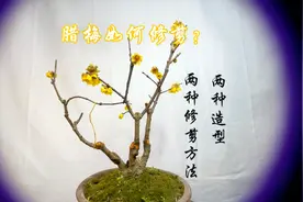 腊梅开完花后如何修剪？2种造型，2种修剪方法，新手快来看看视频封面