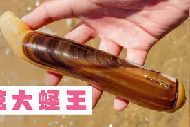 几百一斤的大蛏王，小崔赶海是这样抓出来的，真过瘾视频封面