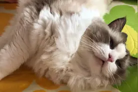 小猫咪睡眼朦胧中、看见姐姐放学回来坐在床边，高兴的赶快起来视频封面