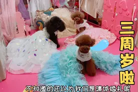嘟嘟三周岁啦，老姑给它举办了一个生日party，爸爸妈妈都回来了视频封面