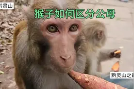 如何区分公猴母猴，黔灵山最大猴群-豆豆群视频封面