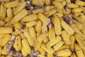 记录日常生活——用自己家里种的玉米炸爆米花，能成功吗？视频封面