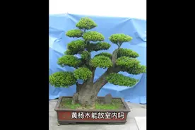黄杨盆景放在室内养的方法和作用视频封面