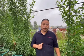 农场配制了80亩羊肚菌种子，详细培养料配方分享给大家，收藏了！视频封面