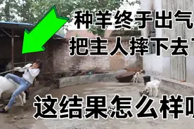 美女驯羊不成功倒让种羊治的不轻啊，连摔几次，满村庄逮不住羊了视频封面