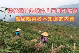 揭秘内幕:茶农种植的茶叶他们自己却从来不喝，每位爱茶者必看视频封面
