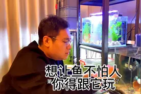 迷你鹦鹉鱼怕人怎么办？视频封面