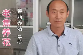 许多人买回家的茉莉花明明有满树花苞，为啥开不开就干枯脱落了？视频封面