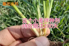 这个小麦拌种剂配方，持效期长达200天，每亩可增产20%以上视频封面
