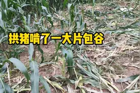 野生动物泛滥，山下的玉米被糟蹋了一大片，罪魁祸首是拱猪视频封面