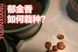 将自己买回来得到郁金香种了，跟我来学习一下如何种郁金香吧！视频封面