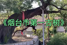 《烟台市第一古树》推荐指数：⭐️⭐️⭐️⭐️⭐️