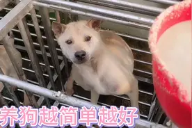 养狗就是越简单越好，一包小猪饲料，一样吃得很猛，小狗长得也快