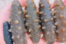 这才是海参刺参泡发的正确做法，掌握这两步，个个饱满营养不流失视频封面