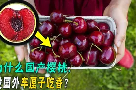 车厘子为啥漂洋过海27天不坏，它如何“保鲜”的？真打了防腐剂？视频封面